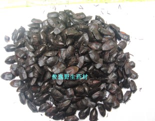 精选中药材九香虫 黑兜虫/瓜黑蝽/屁板虫/蜣螂虫大将军100克