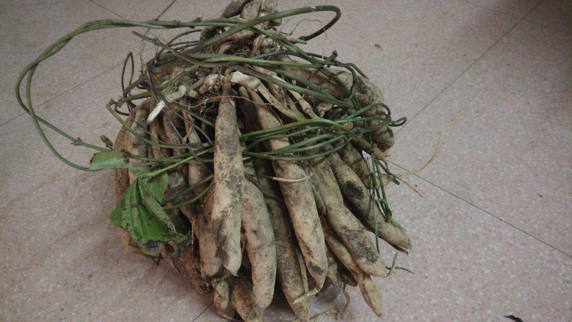 中药材百部 百部草 百条根 百条酊 去虱 新鲜品500克