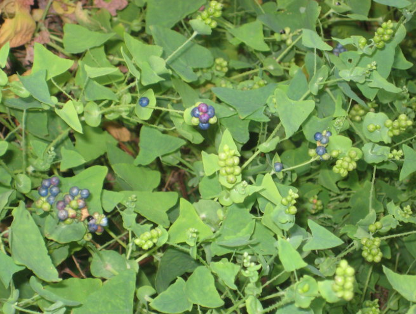 中草药材杠板归  河白草 蛇倒退 蛇不过  梨头刺 犁头草干品