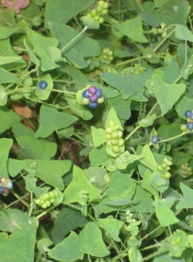 中草药材杠板归  河白草 蛇倒退 蛇不过  梨头刺 犁头草干品