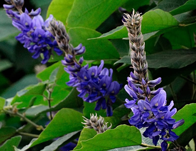 花草茶葛花茶 纯葛花茶 葛根花葛藤花 解酒茶醒酒茶干货