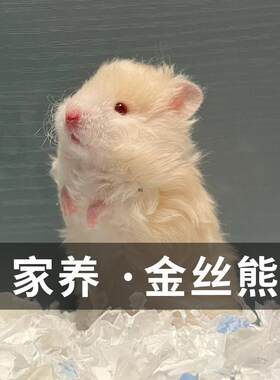 稀有长毛金丝熊活物宠物活体黑熊白熊奶茶眼线熊纯银熊丁香熊