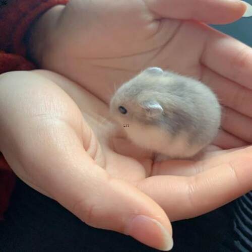 送女友家养宠物奶茶仓鼠活体布丁银狐三线紫仓活物宿舍公仔