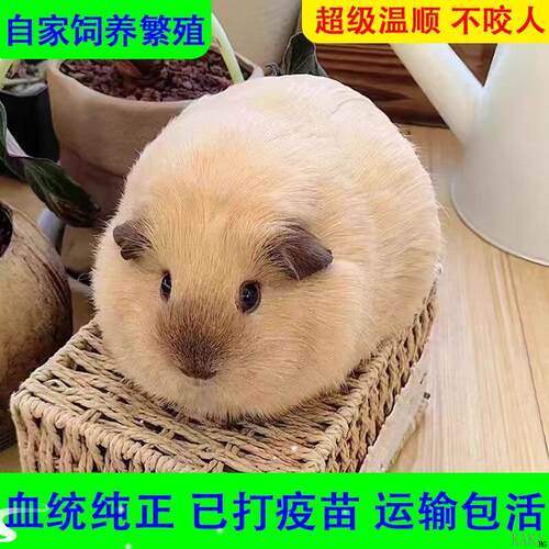 宠物卡皮巴拉荷兰猪活物荷兰鼠豚鼠荷兰兔彩兔活物幼崽疫苗已打过 - 封面