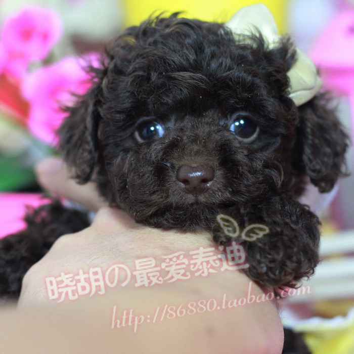 【小胡】泰迪犬纯种幼犬宠物幼犬活体微小型巧克力色袖珍小狗f368