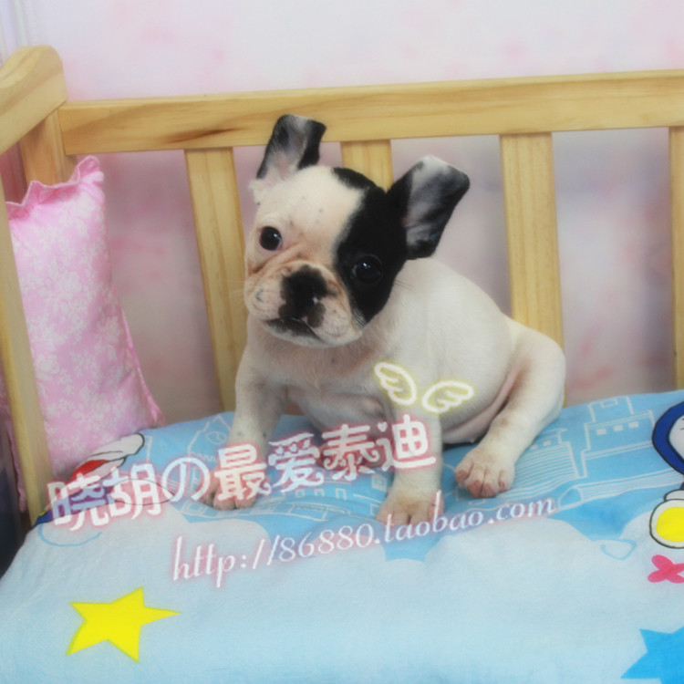 【晓胡】纯种活体法国斗牛犬 法斗犬 苹果头幼犬 大脑袋宠物狗母