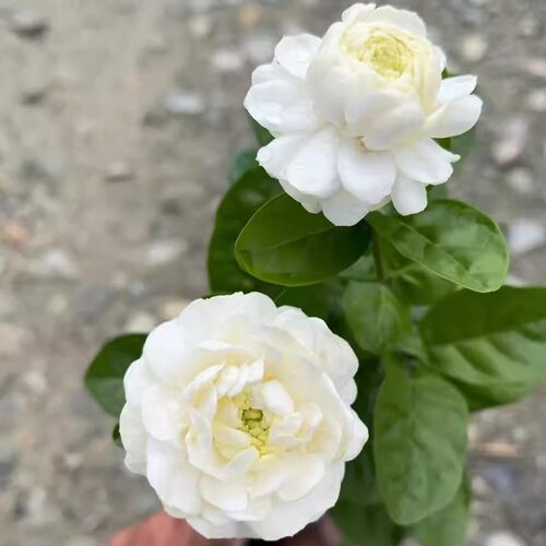 圆叶虎头茉莉花重瓣大花虎头茉莉