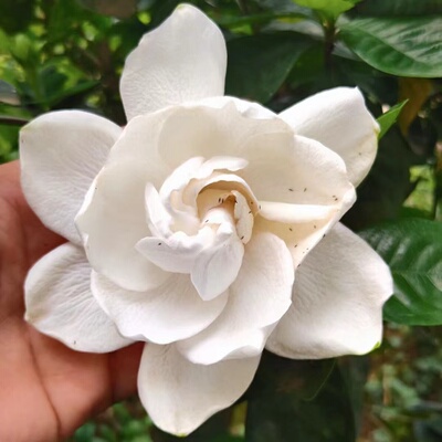 圆叶弥勒栀子大花重瓣栀子花苗
