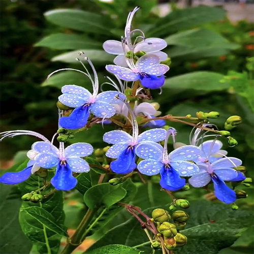 带花蓝蝴蝶 四季喜阳耐热花卉阳台庭院盆栽蓝蝴蝶花开似蝴蝶飞舞