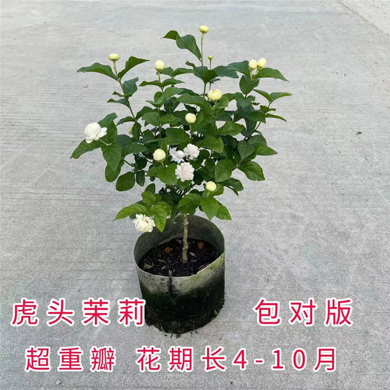 正宗虎头茉莉 三叶轮生重瓣狮头茉莉 阳台盆栽芳香茉莉花期长独杆
