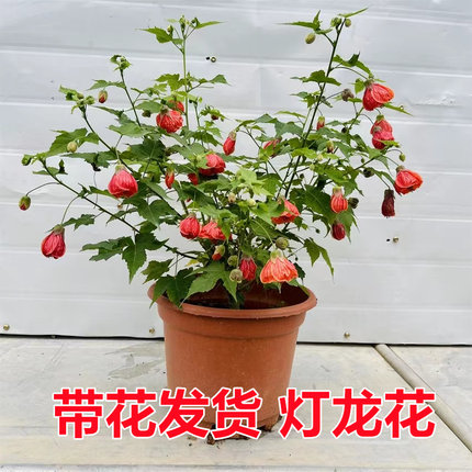 带花灯笼花 四季开花阳台盆栽灯笼花 纹瓣悬铃花风铃花木本灯笼花