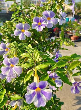 月亮仙子老鸭花阳台高颜值花卉