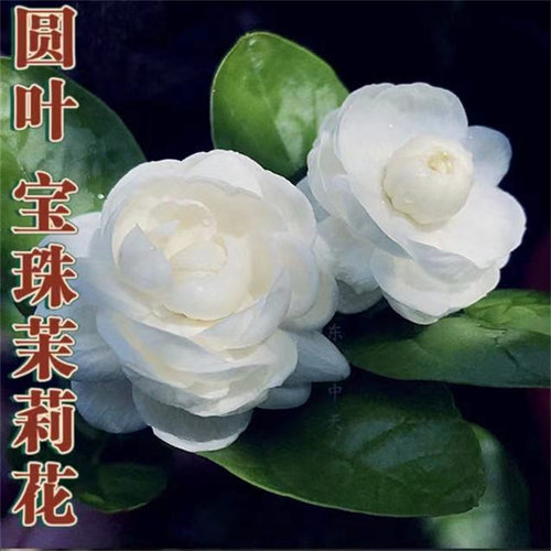 宝珠茉莉阳台盆栽重瓣芳香茉莉花