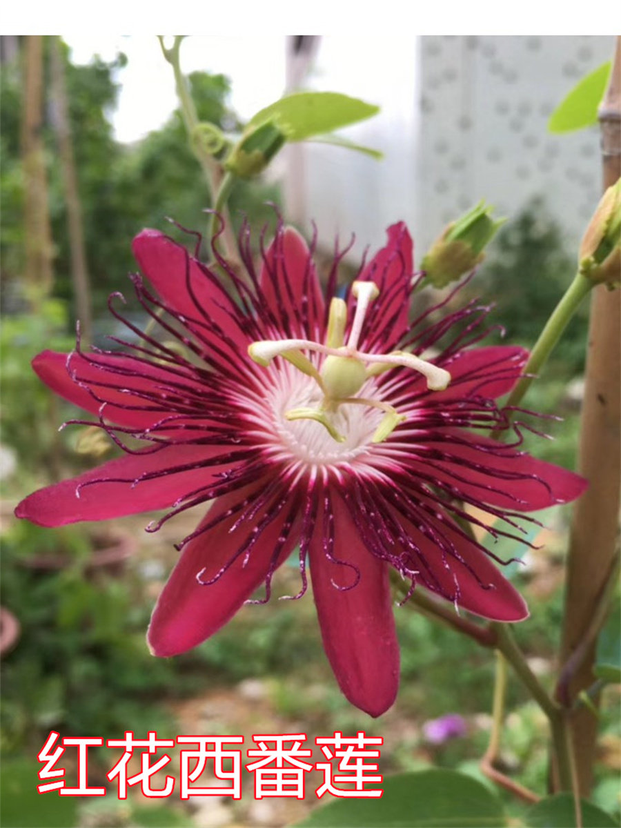 红花西番莲 玛格丽特西番莲 阳台庭院盆栽西番莲花苗四季爬藤花卉
