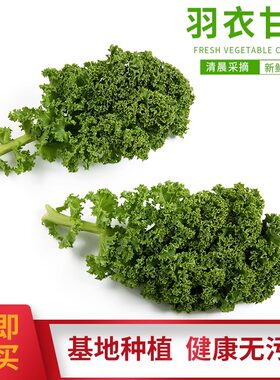 京东直达羽衣甘蓝新鲜蔬菜2-5斤