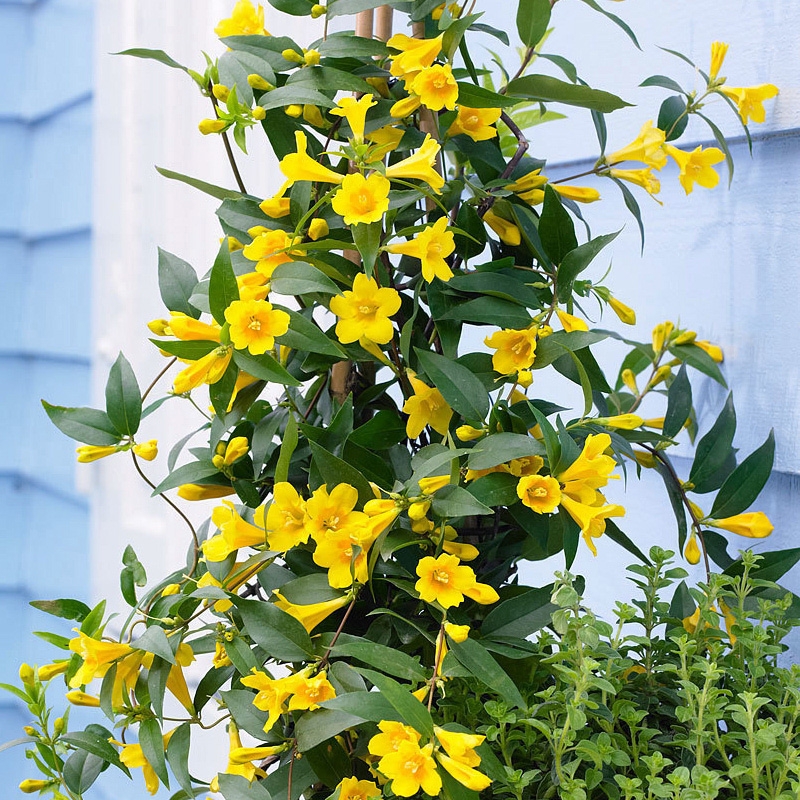 法国香水藤盆栽花苗耐寒好养爬藤植物阳台庭院花卉芳香浓香