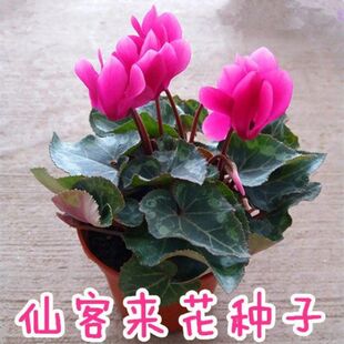 仙客来种子盆栽室内花种子 兔耳花兔子花籽 春冬四季易种花卉植物