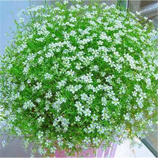 满天星种子花种室内花种子观花植物花籽四季易活花草盆栽种子