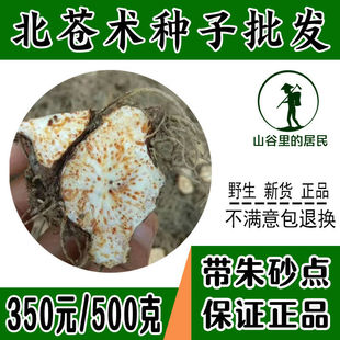 新苍术种籽药材苗种植中药北苍术种子春四季播种含朱砂点的苍术苗