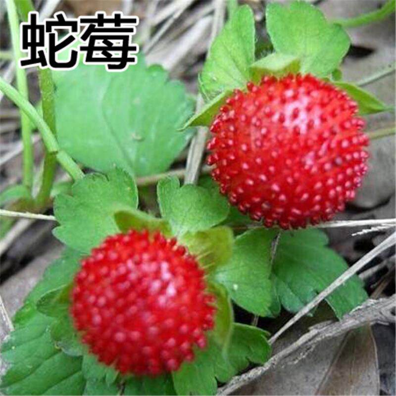 蛇莓袖珍草莓四季播种攀爬藤蔓花卉观果药用植物花种子易活盆栽