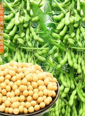 黄豆种子农家大豆种籽春夏季农家鲜食毛豆籽大田高产非转基因种孑