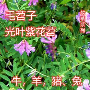 光叶紫花苕种子毛苕子种子果园绿肥种籽牧草草籽蜜源植物