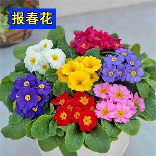 欧洲报春种子春秋播耐寒盆栽花籽阳台庭院景樱草观花植物花卉种子