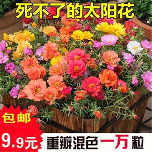 盆栽花卉四季种植半枝莲花籽太阳花种子重瓣死不了大花马齿苋包邮