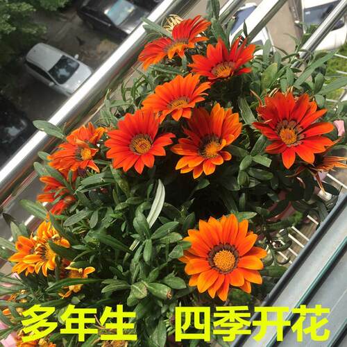 花种四季开花勋章菊种子多年生非洲太阳花阳台花卉盆栽满天星种子