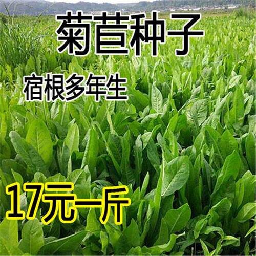 将军菊苣种子四季青多年生牧草籽猪牛羊鸡鸭鹅 种子南北方包