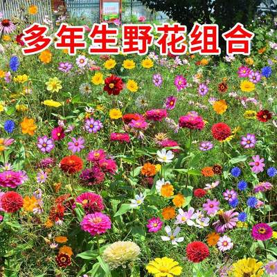 四季开花春天花种子格桑花籽野花组合百日草室外易活庭院花种籽子