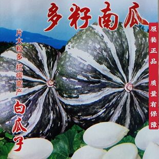 四季高产多籽南瓜种子专门产子的多子南瓜种子白瓜籽粒大且多均匀