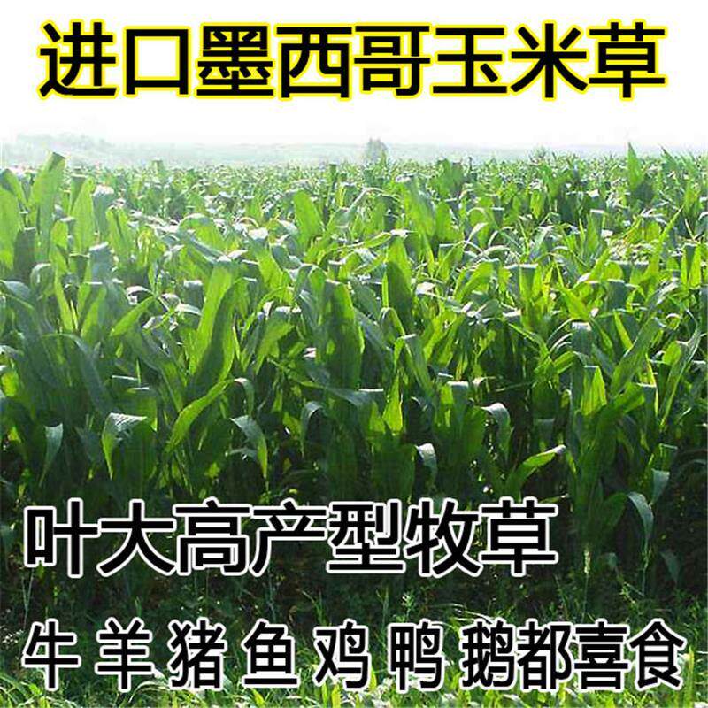 墨西哥玉米草种籽牧草鱼草四季养花卉林木种子/种苗/