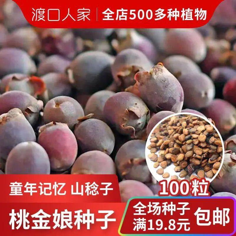 稔子种子100粒山棯子果多尼山念子果当泥桃金娘捻子南方野果种子