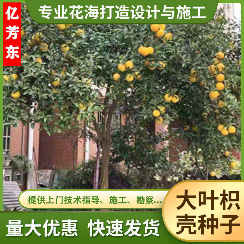 枳橙枳橙种子卡里佐枳橙种子三叶家庭园艺种子