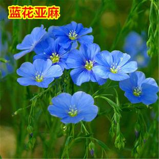 蓝花亚麻种子景观园林绿化观花种籽庭院盆栽植物花籽四季易种活