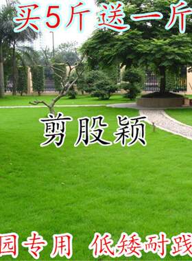 四季青长不高 免修剪 剪股颖 草坪种子 高档品种草籽 矮生草坪籽