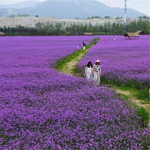 柳叶马鞭草花种子多年生耐寒花海花籽室外庭院景观园艺花卉种籽子