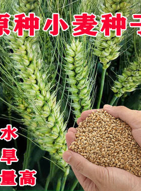 矮抗小麦种子矮杆大穗抗病耐寒优质强筋小麦种子国审高产小麦原种