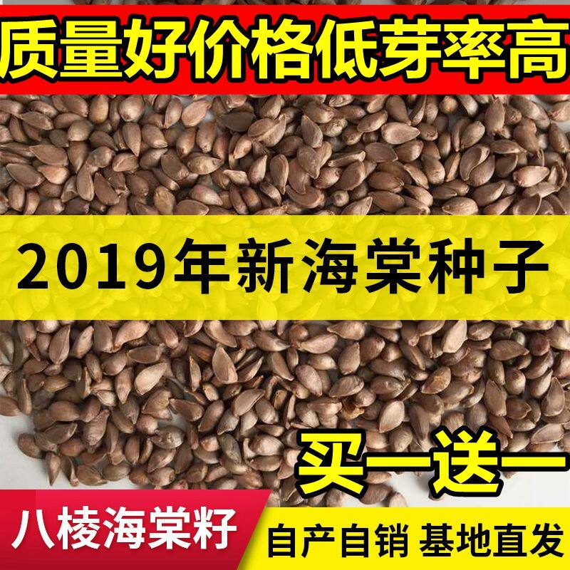 八棱海棠树种子果树种子净籽嫁接苹果树种子砧木种子包邮