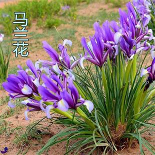 马莲种子新采马兰花种子马蔺马兰草耐旱耐涝耐盐碱适应性强花籽