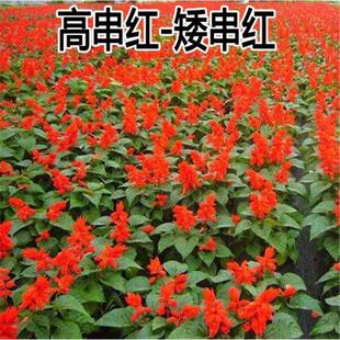 一串红盆栽花草种子 矮串红花种子 春秋四季易播花卉种子一斤包邮