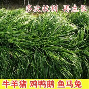 黑麦草种子 一年生四倍体高产宽叶型冷季牧草籽 适口好 包邮
