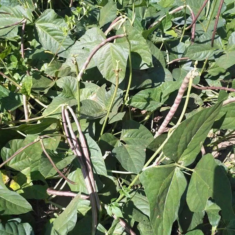 十月寒冷豇豆种子无蔓不搭架胖短紫秋豇江缸豆角兔子腿八月豆种籽