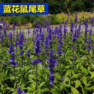 （企业店铺）红花鼠尾草种子蓝花香草花卉多年生四季易种的盆栽