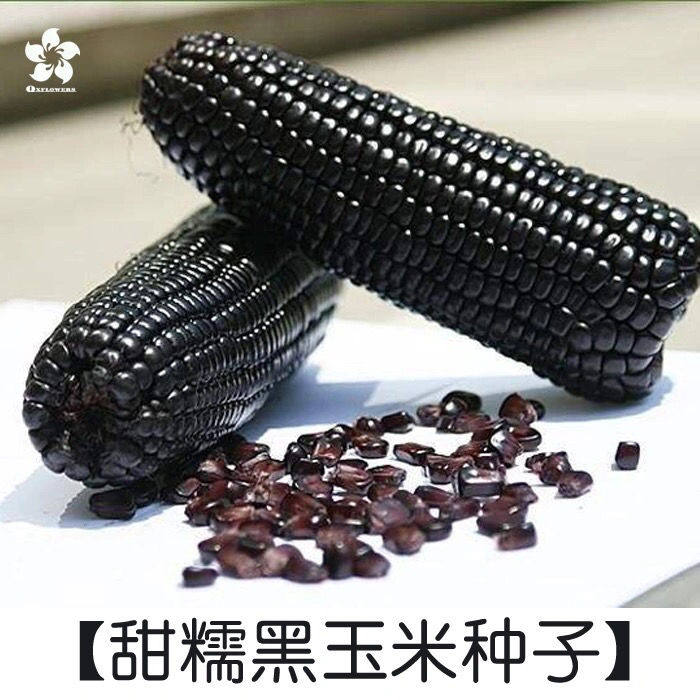 黑甜糯玉米种子黑糯6号 皮薄早熟非转基因糯甜杂交粘玉米种籽蔬菜