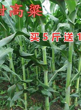 饲用甜高粱种子牧草种籽畜牧四季高产耐旱牛草草种养羊鱼草籽