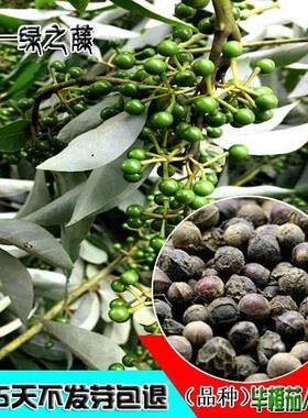 新采毕橙茄种子 毕澄茄种子 毗陵茄子 毛叶木姜子 大木姜 木香子