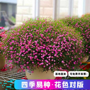 进口满天星种孑花卉盆栽室内种植花种子花籽四季开花植物花种籽子