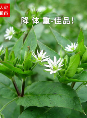 繁缕种子鸡肠草鹅儿肠减重中草药耐霜冻杂草江西繁缕籽鹅肠草种子